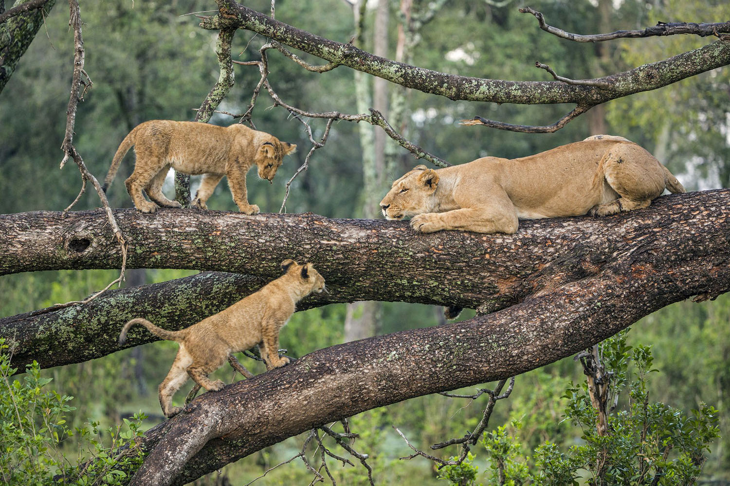 Lake Manyara National Park beneath the Rift Valley escarpment