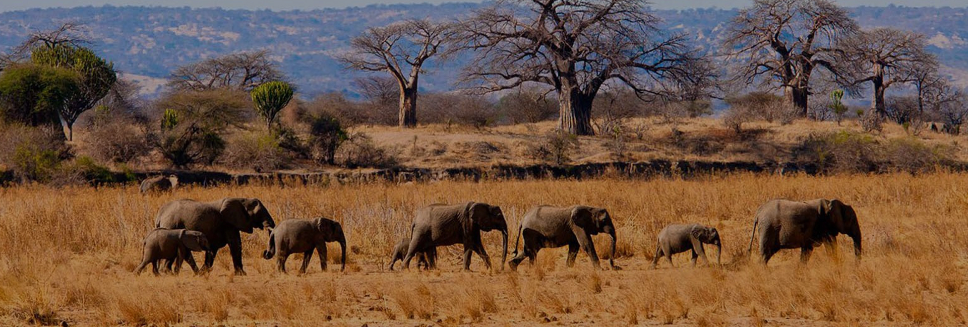 Baobab trees in Tarangire National Park