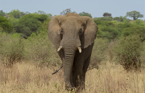 ELEPHANT