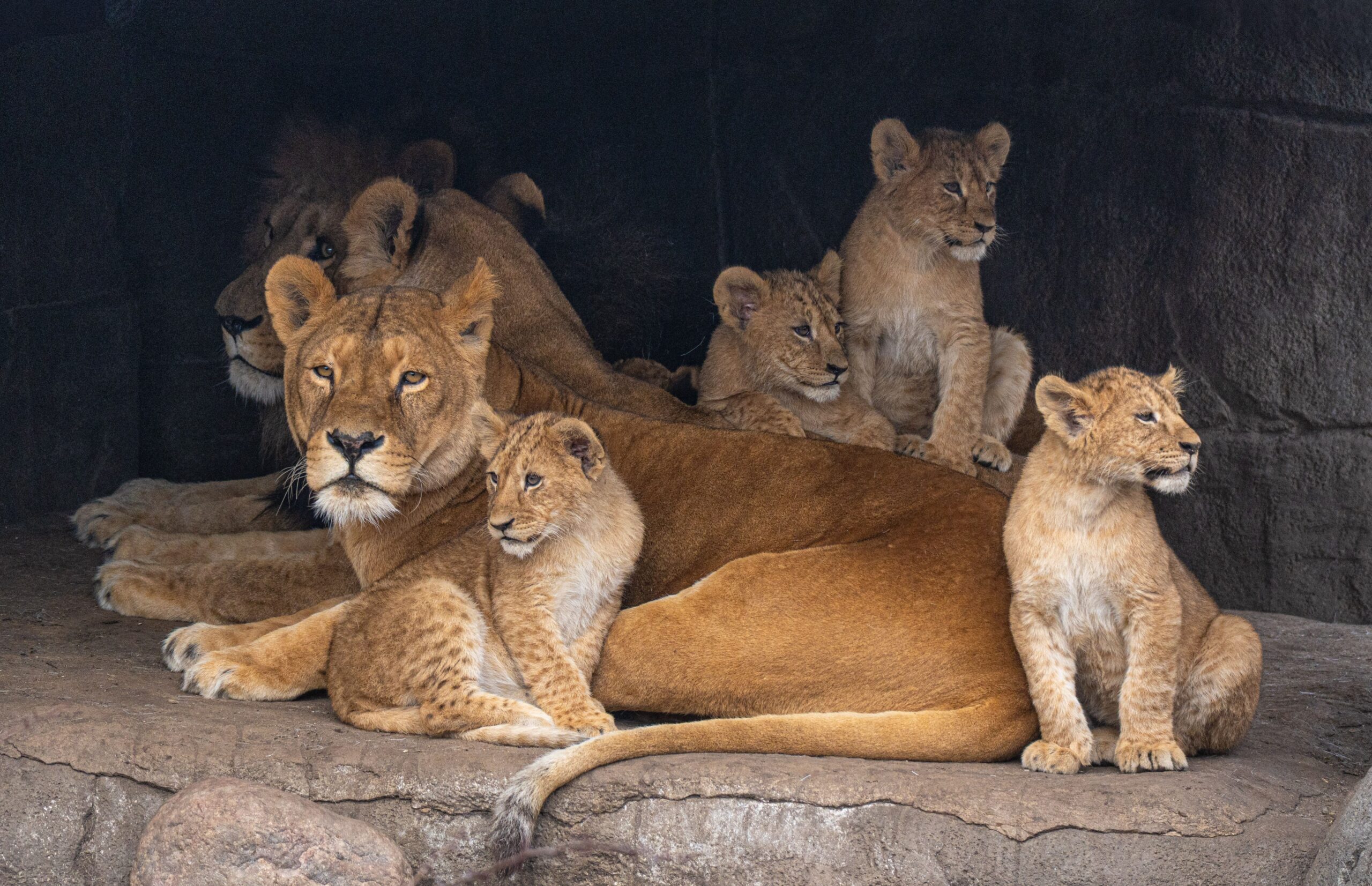 Crater to Coast — safari package