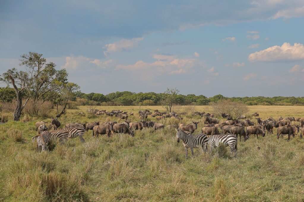 Community conservancies allow night and walking safaris