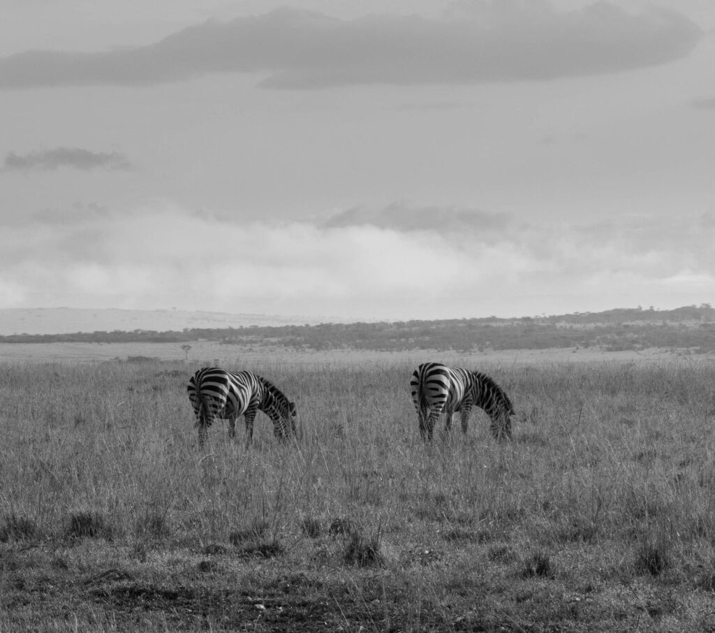 Exceptional lion, cheetah and leopard density