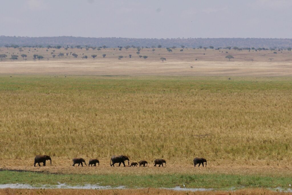 Wildlife along the Tarangire River