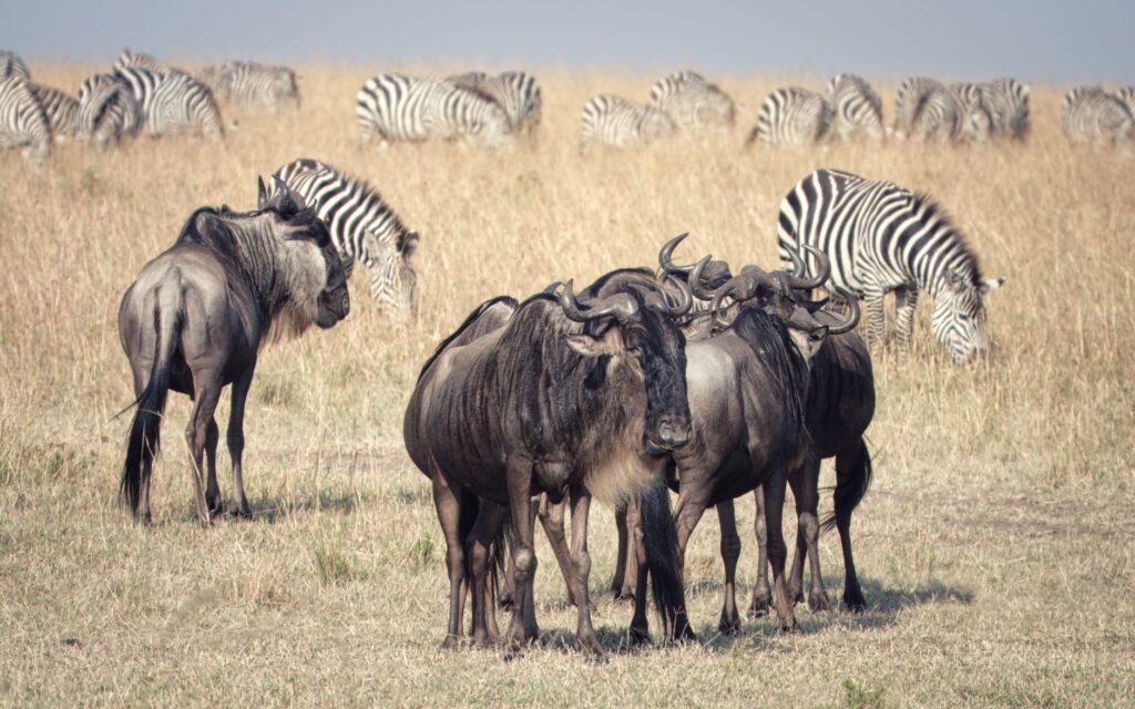 Contiguous with the Serengeti ecosystem