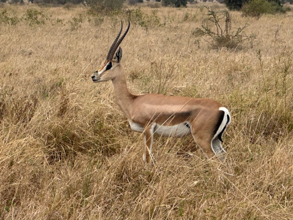 Sensational Serengeti — safari package