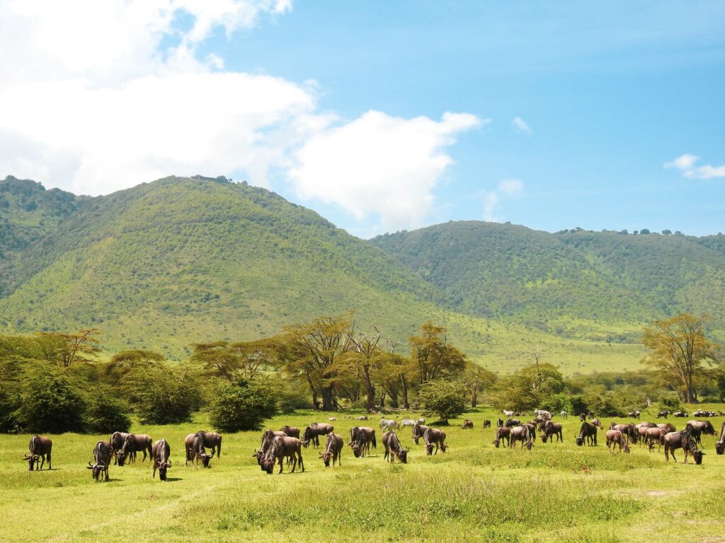 Ngurdoto Crater viewpoints