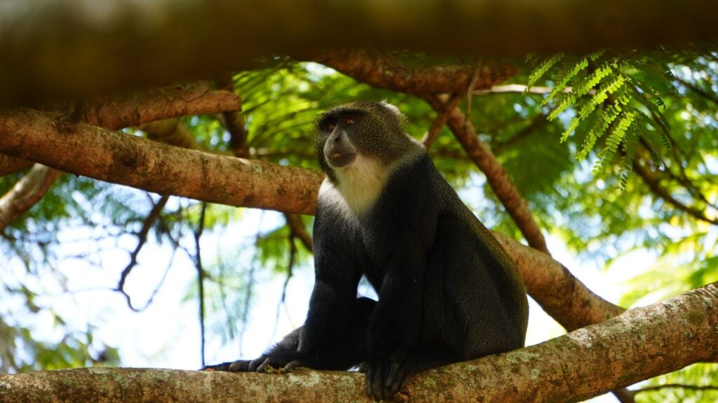 Blue monkey in a tree
