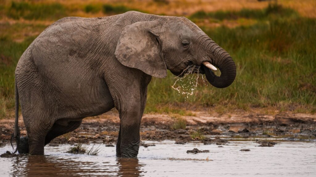 Elephant drinking, Tarangire